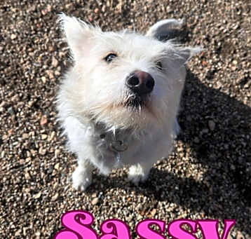 Photo of Sassy