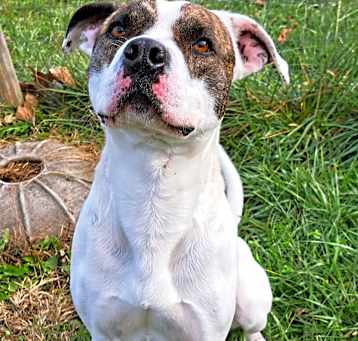 Photo of Prancer