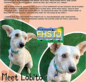 Photo of Lobito