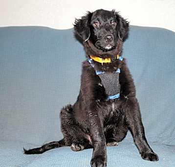 Photo of Bear