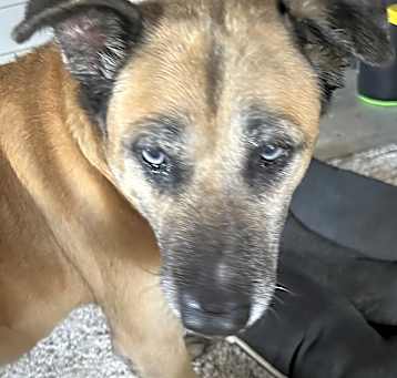 Photo of Buddy Love