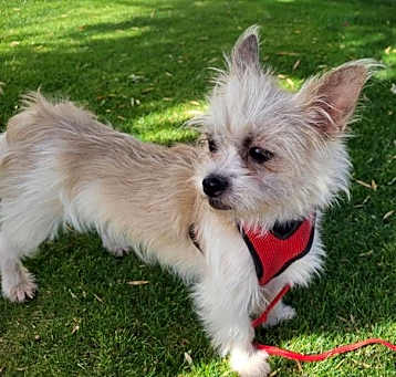 Photo of Yoda