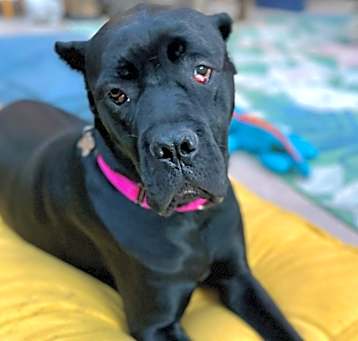Photo of Cleo