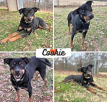 Photo of Cookie