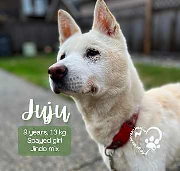 Photo of Juju