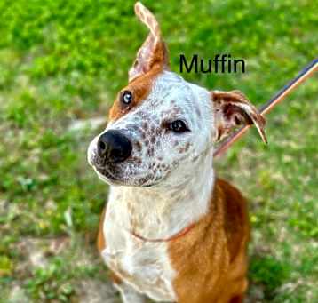 Photo of Muffin