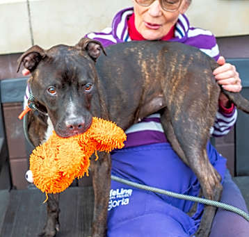 Photo of Mariah - IN FOSTER