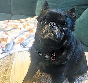 Photo of JuJu-adoption pending