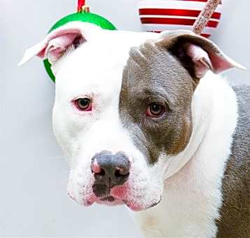 Photo of BAXTER