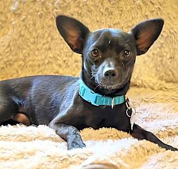 Photo of Blackjack!