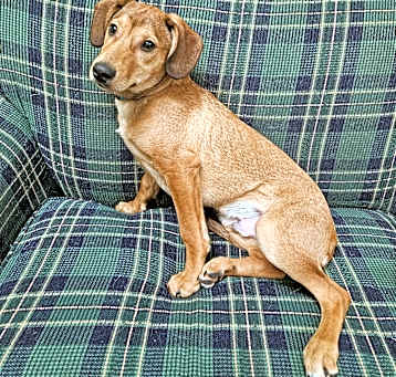 Photo of Opie