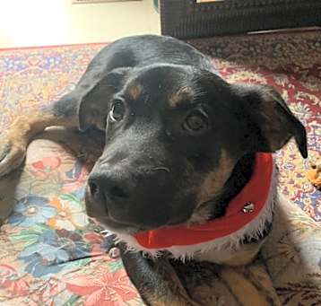 Photo of Allister