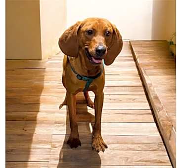 Photo of Copper