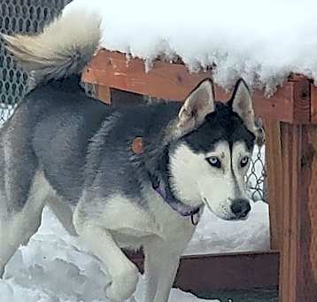 Photo of Everest
