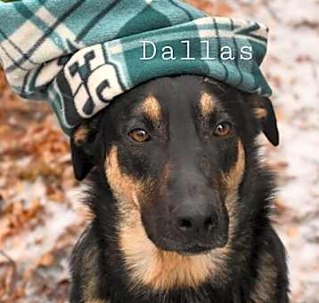 Photo of Dallas Wags