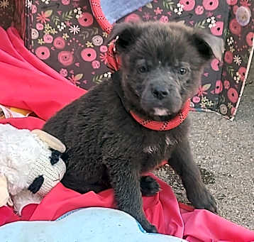 Photo of INKY dh