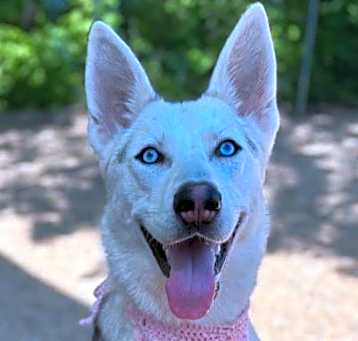 Photo of Fenrir