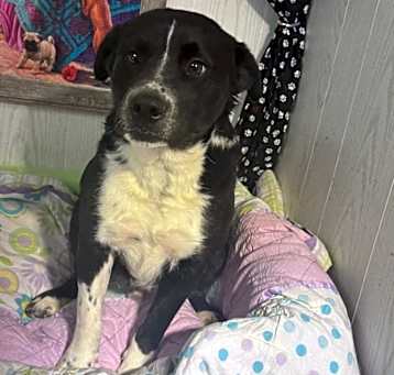Photo of Bandit