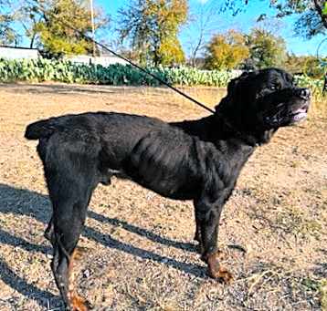 Photo of Snoop dog