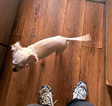 Photo of SPARKY