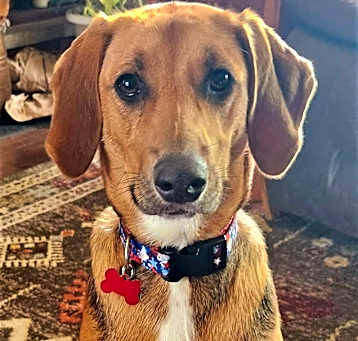 Photo of Sadie