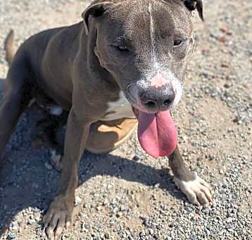 Photo of BRUCE