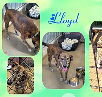 Photo of Lloyd