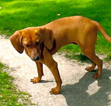 Photo of Copper