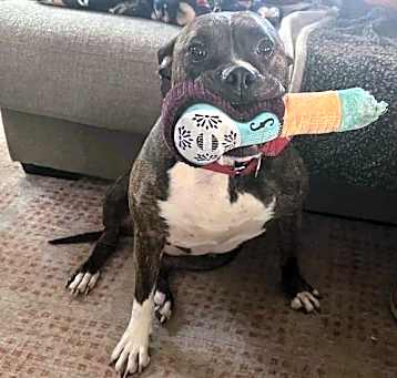 Photo of Rosie