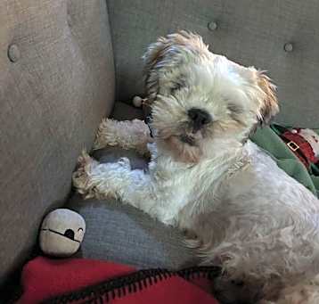 Photo of Timmy - NDMR TN