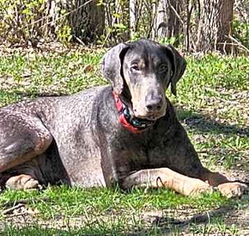 Photo of Aramis