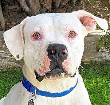 Photo of Absolutely Adorabull Aesop = WOW!