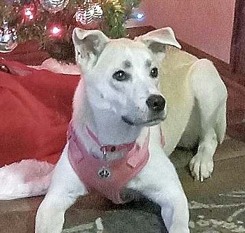 Photo of **BIBI**