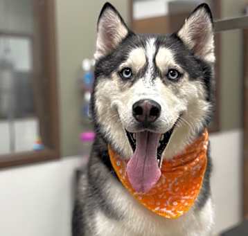Photo of Bandit