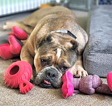 Photo of Roxy
