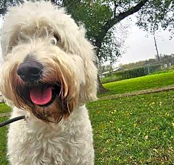 Photo of Ollie