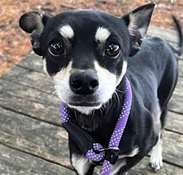 Photo of Rudolph (Rudy)