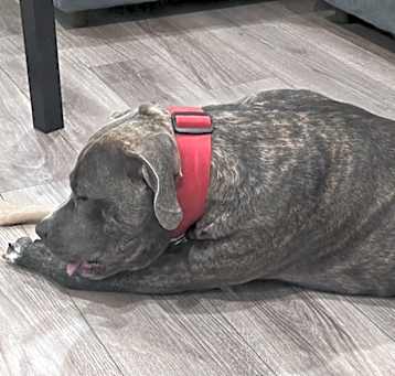 Photo of Rocko