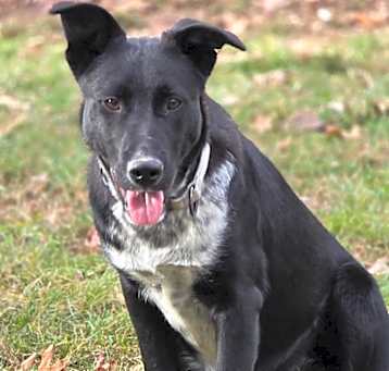Photo of Rebel