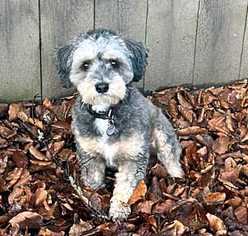 Photo of Comet