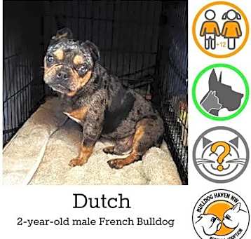 Photo of Dutch - pending