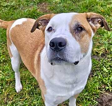 Photo of Goose
