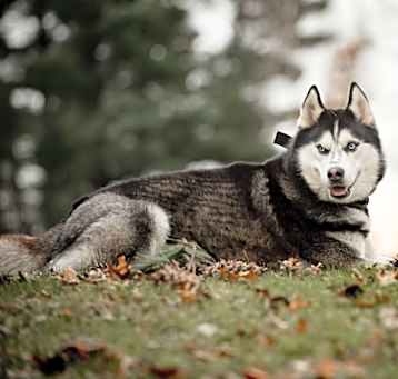Photo of Kody