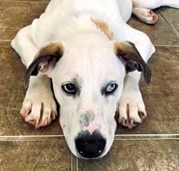 Photo of Elvis/Diego