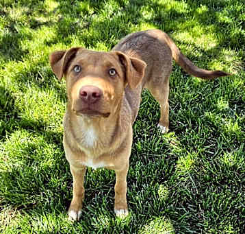 Photo of Prancer