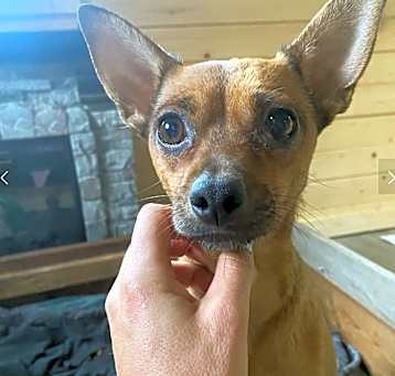 Photo of Belle