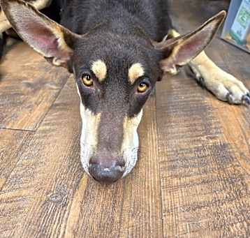 Photo of Artemis (A567571)