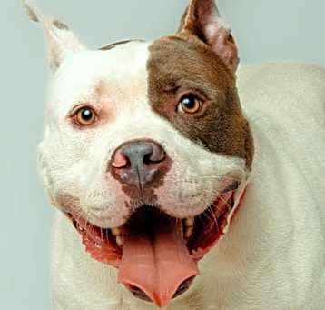 Photo of Jagermeister