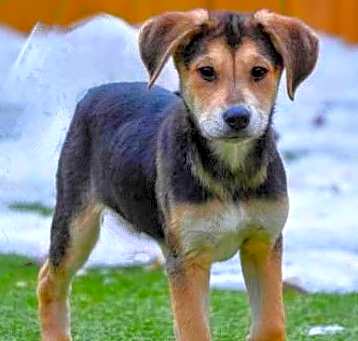 Photo of D117 Litter Sven