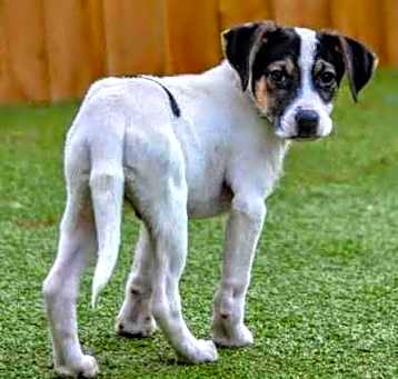 Photo of D117 Litter Olaf
